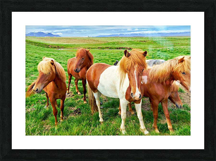 Wild horses gather in western fjords in Iceland during summer Picture Frame print