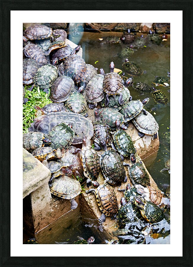 Turtles gather on a stone by the water in Saigon Vietnam Picture Frame print