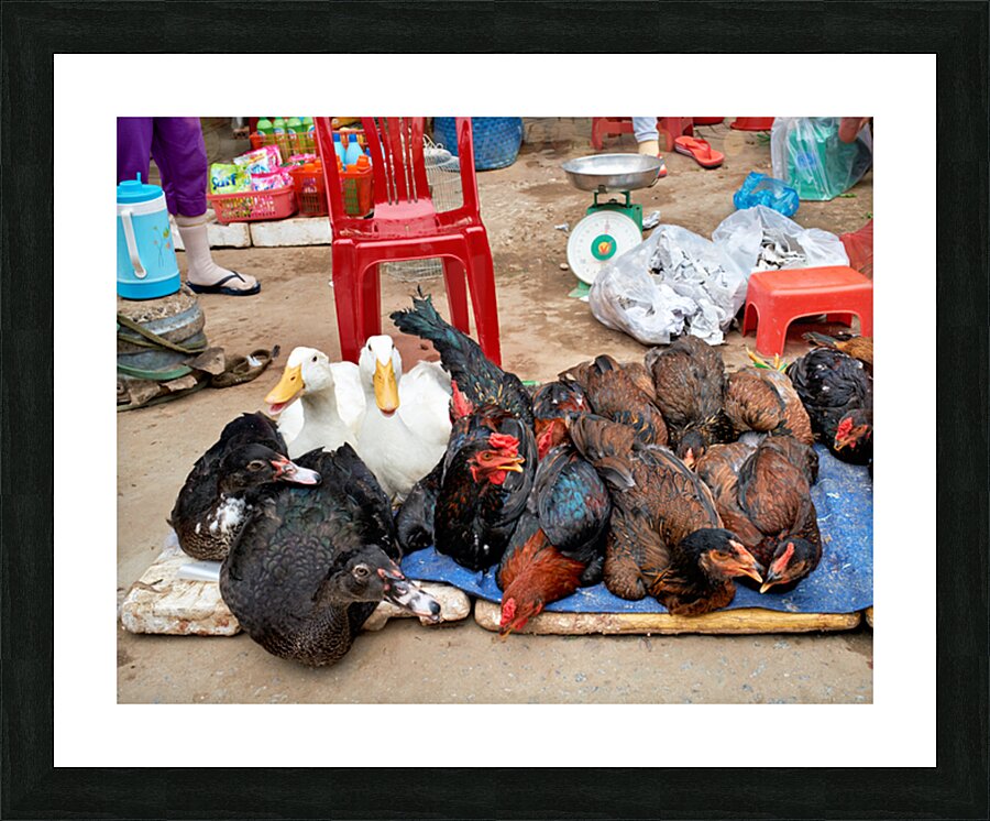 Market scene with live ducks and chickens in Phu Quoc Picture Frame print