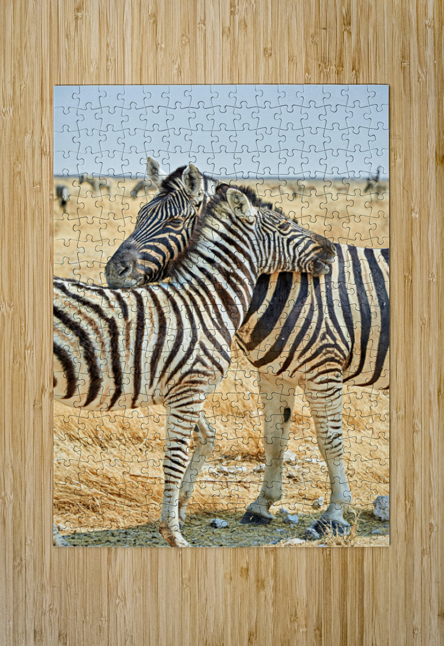 Zebras cuddle together in Etosha National Park in Namibia Marco Brivio Puzzle printing