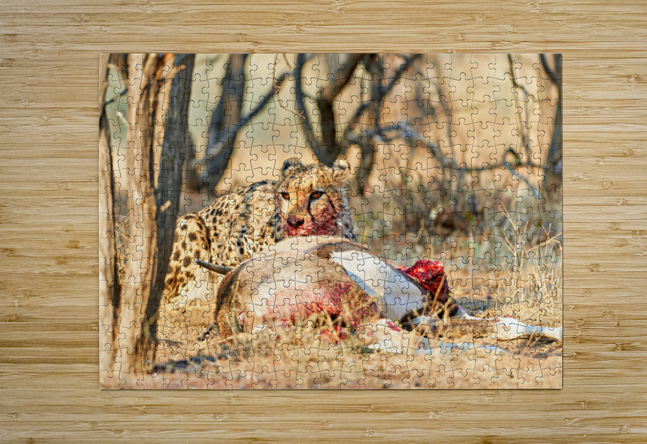 Cheetah feeding on its kill in Okonjima Reserve Namibia Marco Brivio Puzzle printing