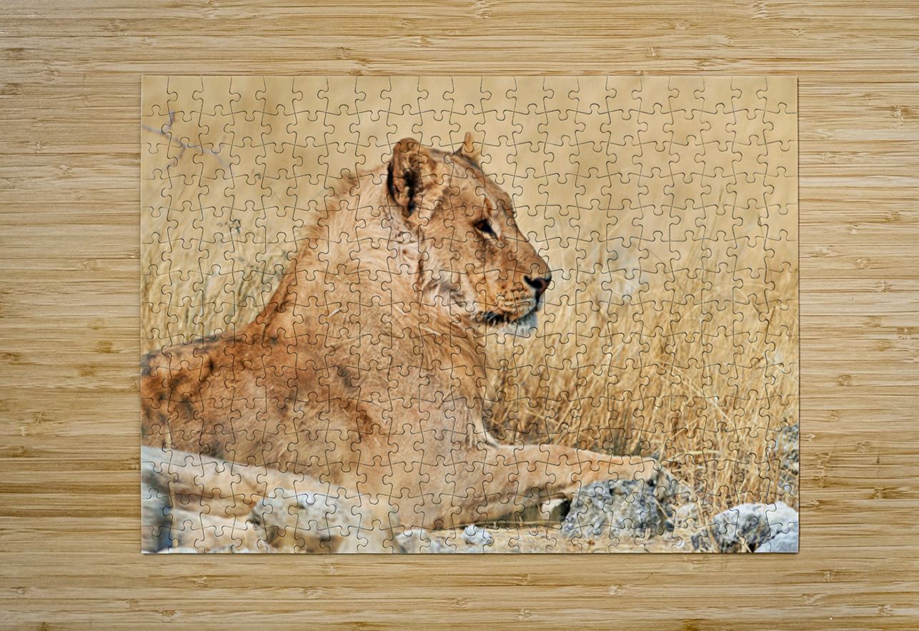 Lion resting in Etosha National Park Namibia during the day Marco Brivio Puzzle printing