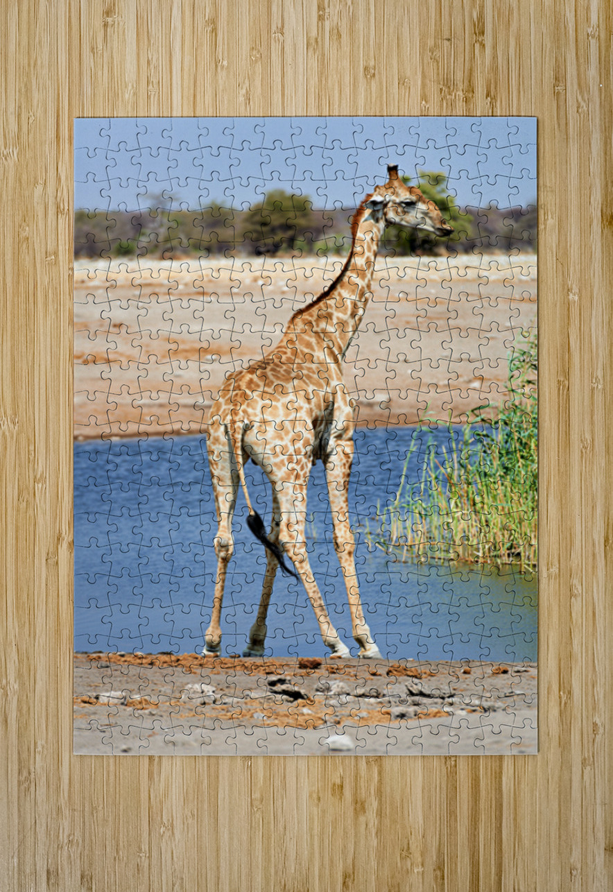 Giraffe drinks water at a waterhole in Etosha National Park Nami Marco Brivio Puzzle printing