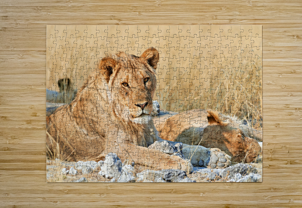 Lion resting in Etosha National Park Namibia during daylight ho Marco Brivio Puzzle printing