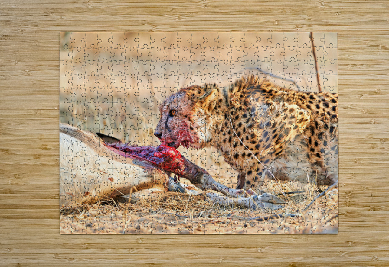 Cheetah feeding on prey in Okonjima Reserve Namibia Marco Brivio Puzzle printing