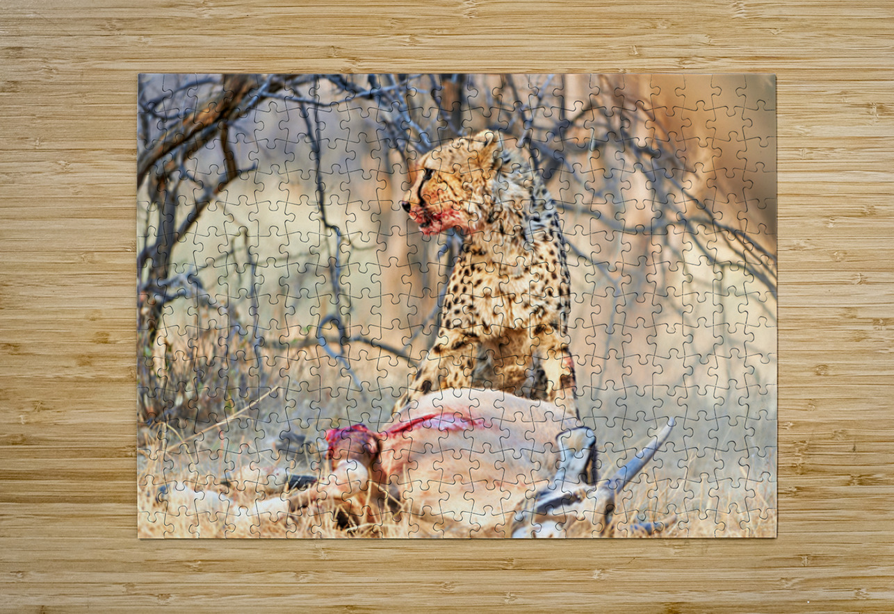 Cheetah feeds on prey in okonjima reserve in namibia Marco Brivio Puzzle printing