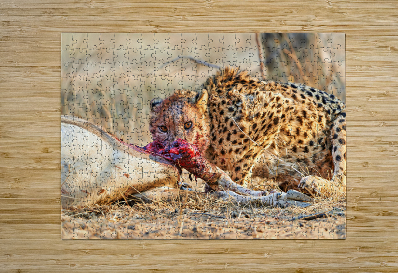 Cheetah feeding on prey in Okonjima Reserve in Namibia Marco Brivio Puzzle printing