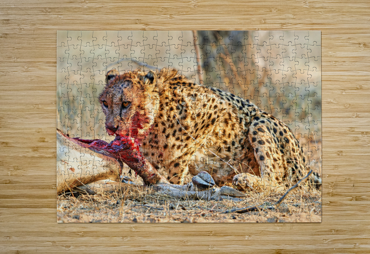 Cheetah feeding on prey in Okonjima Reserve Namibia Marco Brivio Puzzle printing