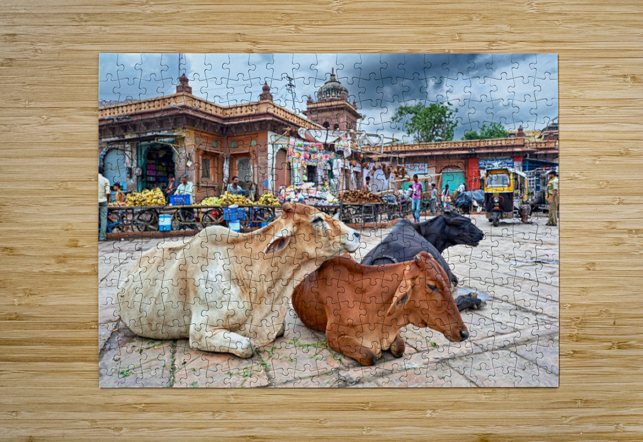 Cows resting at Sardar Market in Jodhpur Rajasthan during the d Marco Brivio Puzzle printing