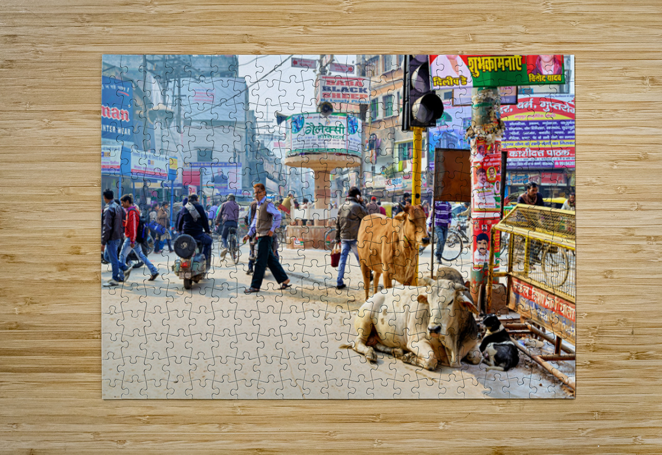 Cows roam the streets of Varanasi Benares Uttar Pradesh Marco Brivio Puzzle printing