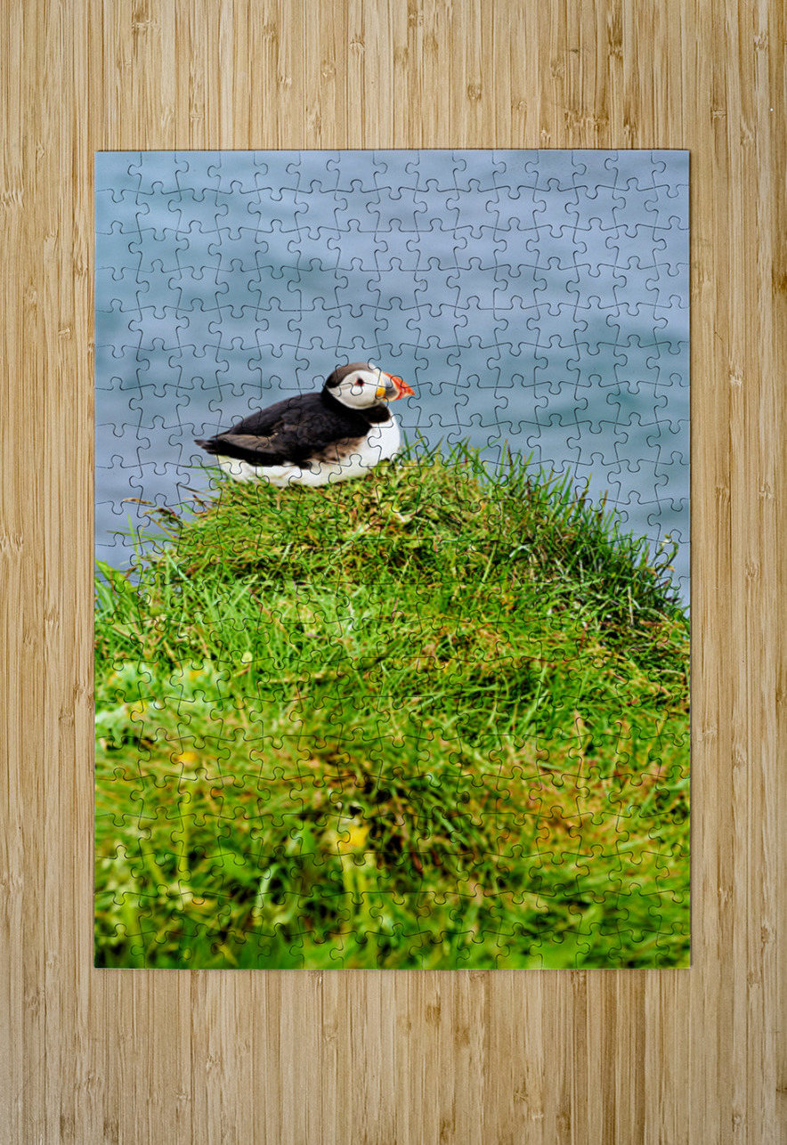 Puffin resting on grass by the sea in Borgarfjordur Eystri Marco Brivio Puzzle printing