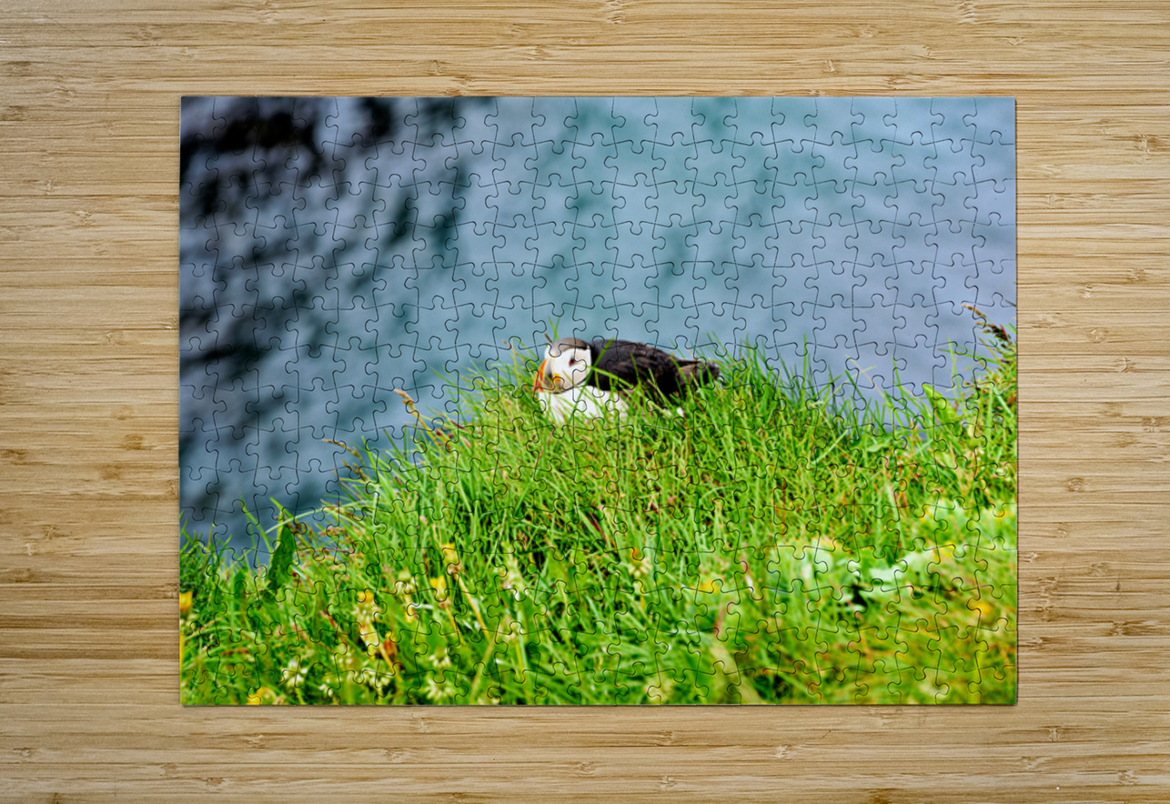 Puffin resting on grass at Borgarfjordur Eystri in Iceland Marco Brivio Puzzle printing