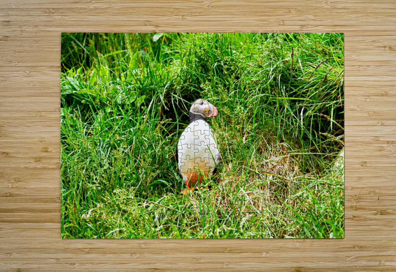 Puffin standing in grass at Borgarfjordur Eystri in Iceland Marco Brivio Puzzle printing