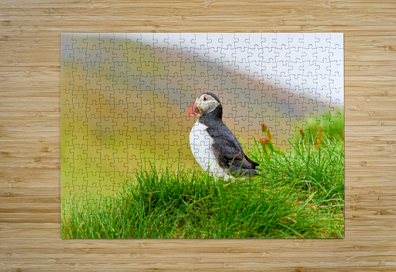 Puffin standing on grass in Borgarfjordur Eystri Iceland Marco Brivio Puzzle printing