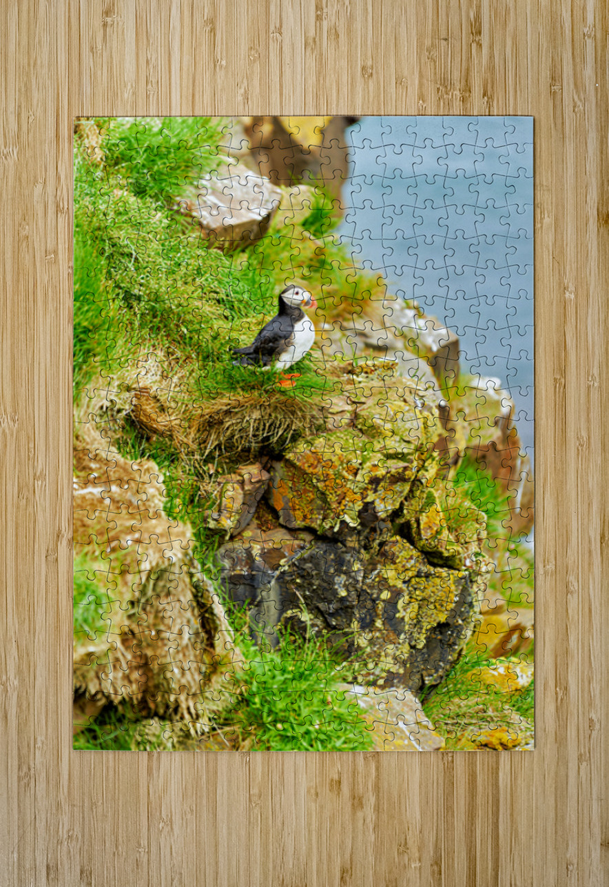 Puffin stands on rocks by the sea in Borgarfjordur Eystri Marco Brivio Puzzle printing
