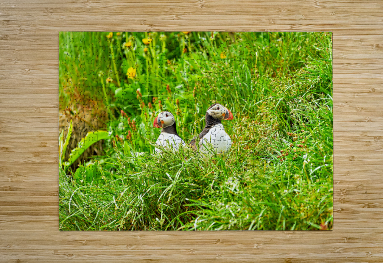 Two puffins resting in Borgarfjordur Eystri Iceland Marco Brivio Puzzle printing