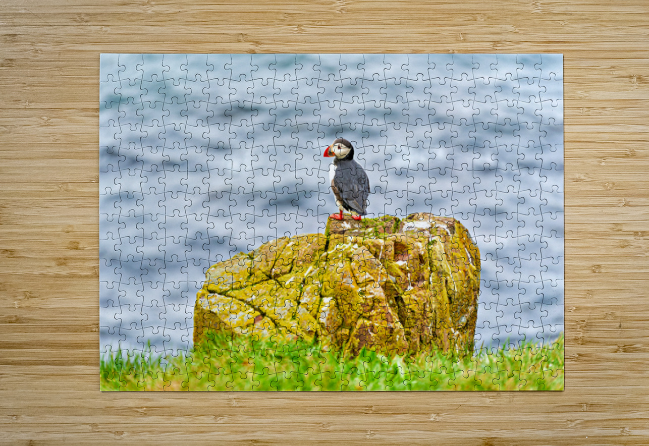 Puffin on rock at Borgarfjordur Eystri in Iceland by the ocean Marco Brivio Puzzle printing