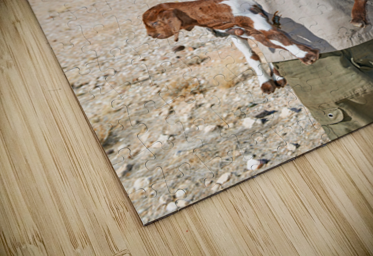Shepherd holds his young goats in Namibia under bright blue sky Marco Brivio Puzzle