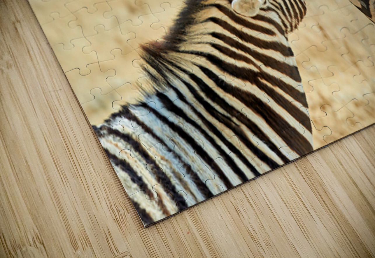 Zebras cuddle together in the wild at Etosha National Park in Na Marco Brivio Puzzle