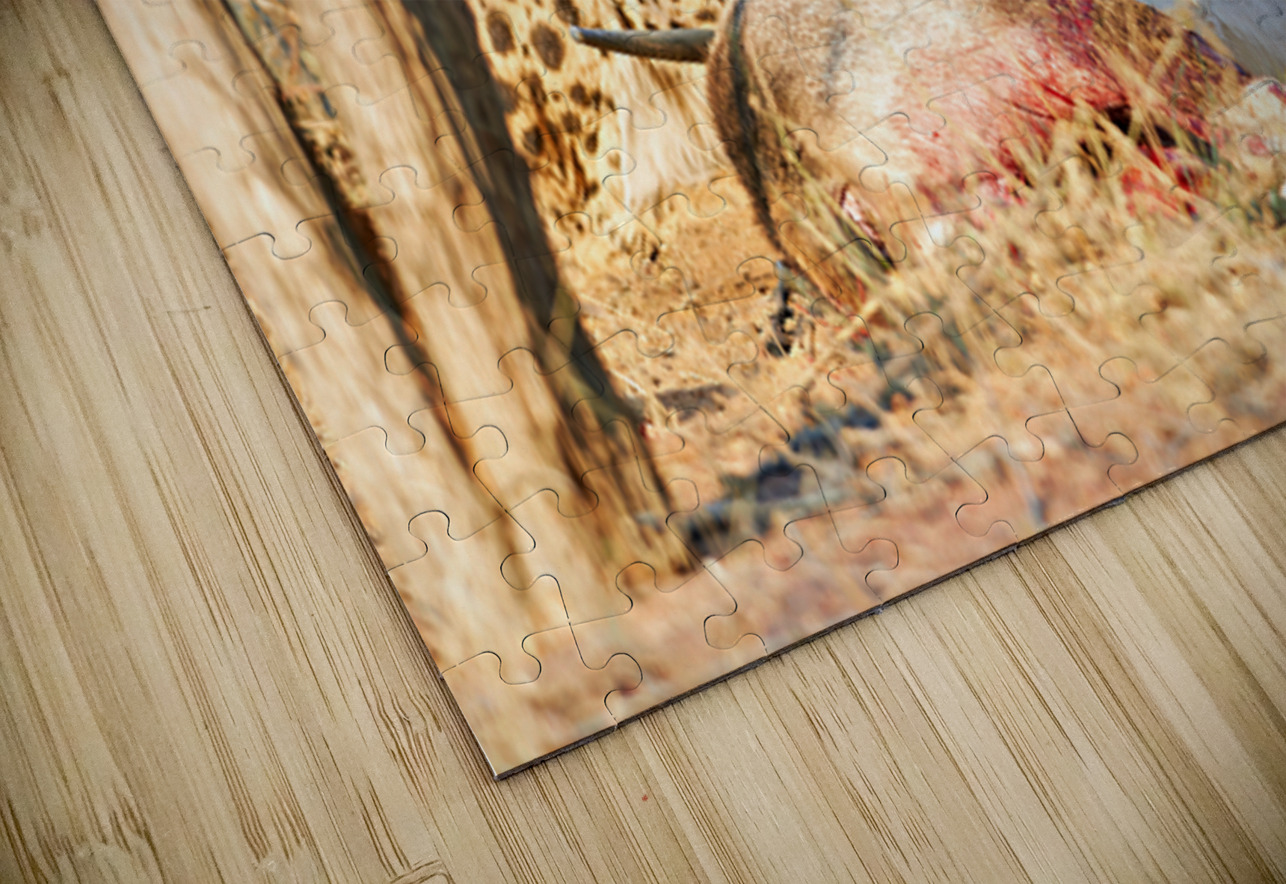 Cheetah feeding on its kill in Okonjima Reserve Namibia Marco Brivio Puzzle