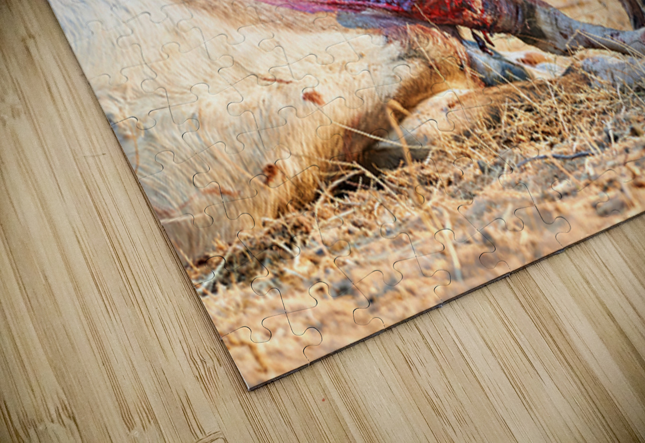 Cheetah feeding on prey in Okonjima Reserve Namibia Marco Brivio Puzzle