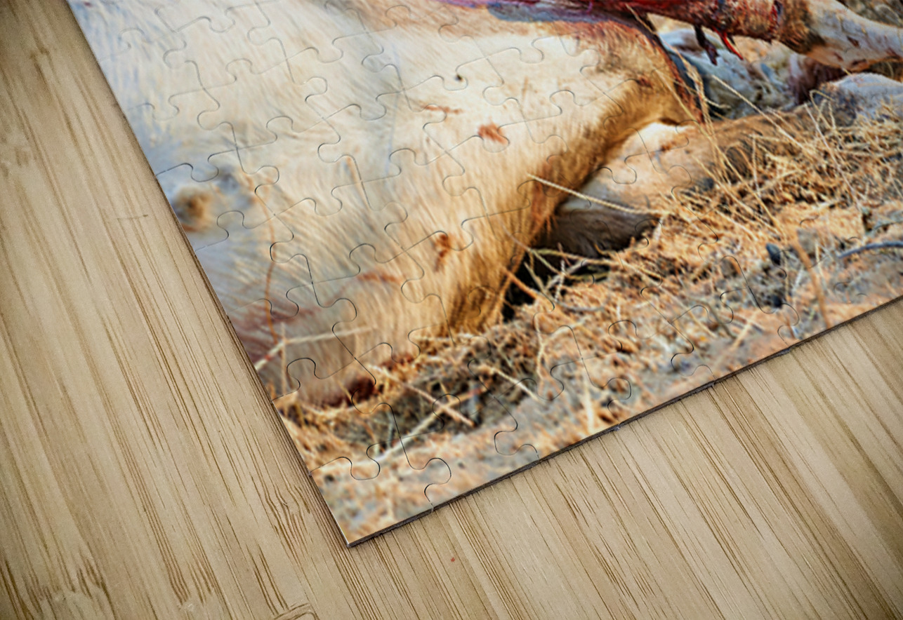 Cheetah feeding on its kill in Okonjima Reserve Namibia Marco Brivio Puzzle