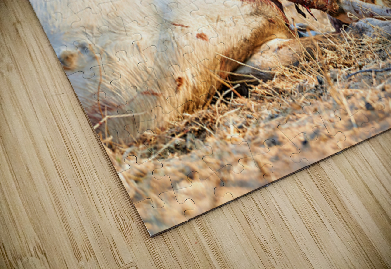 Cheetah feeding on prey in Okonjima Reserve in Namibia Marco Brivio Puzzle