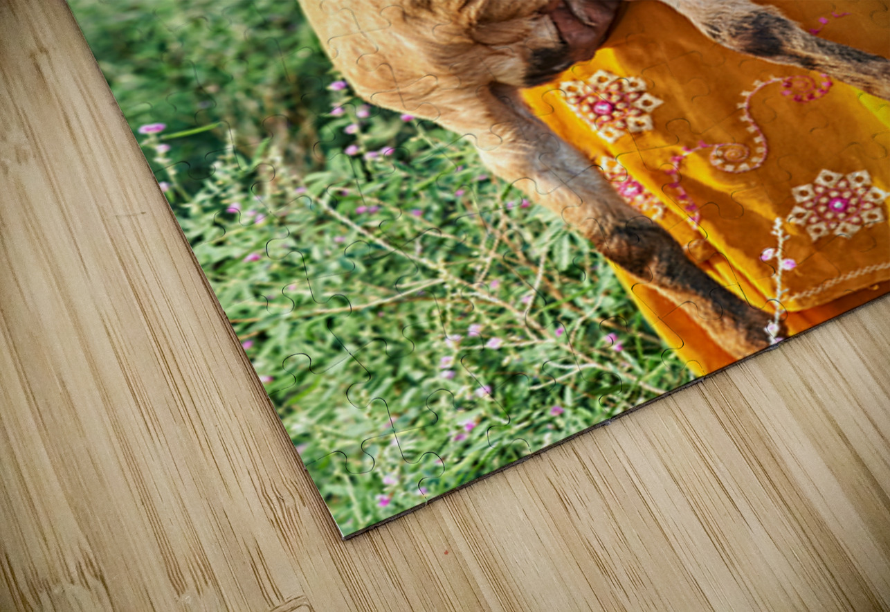 Girl holds goat in Khimsar Rajasthan India during sunny day Marco Brivio Puzzle