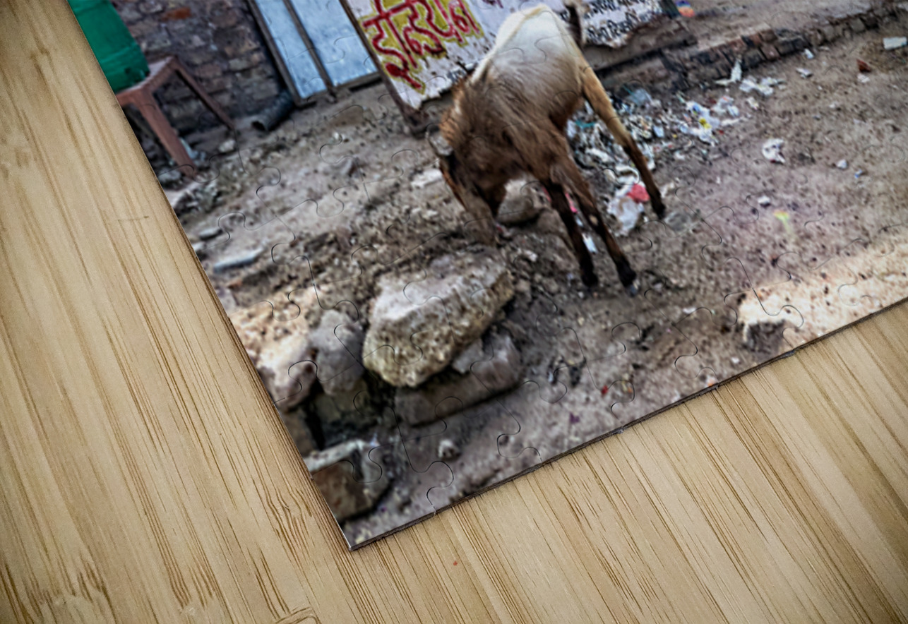 Streets of Bikaner in Rajasthan show daily life and animals Marco Brivio Puzzle