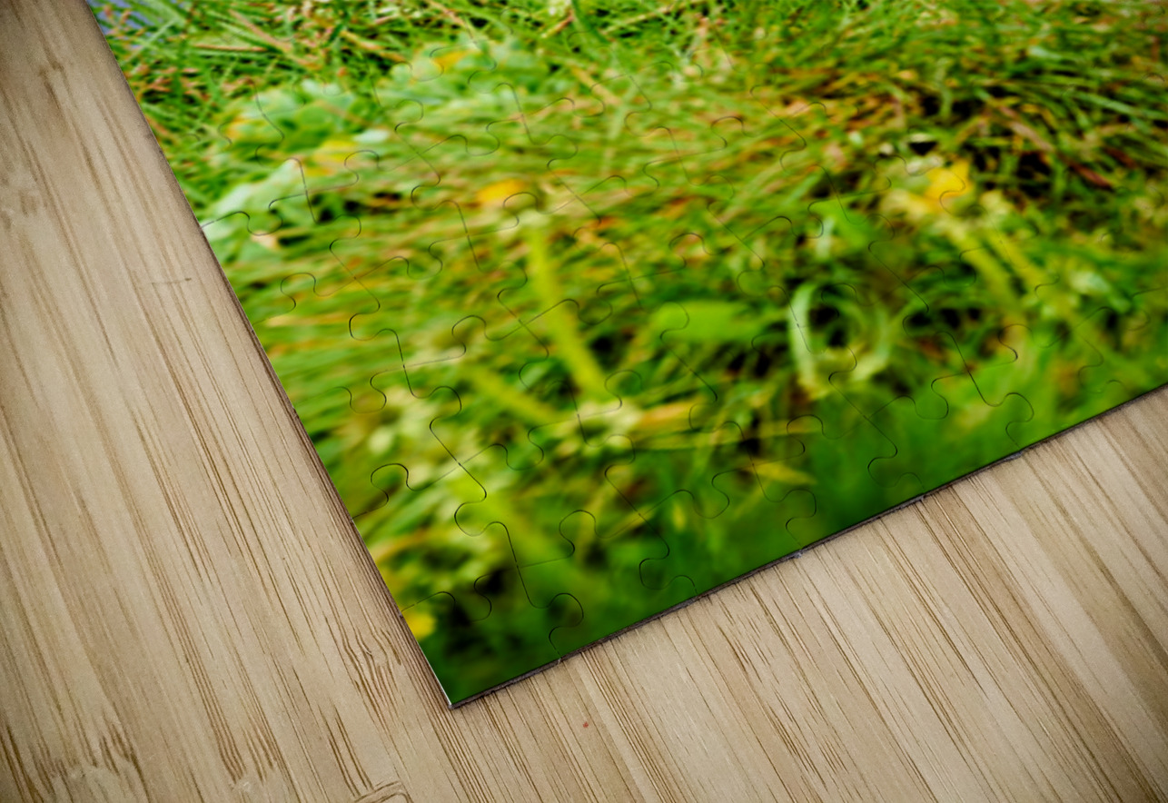 Puffin resting on grass by the sea in Borgarfjordur Eystri Marco Brivio Puzzle