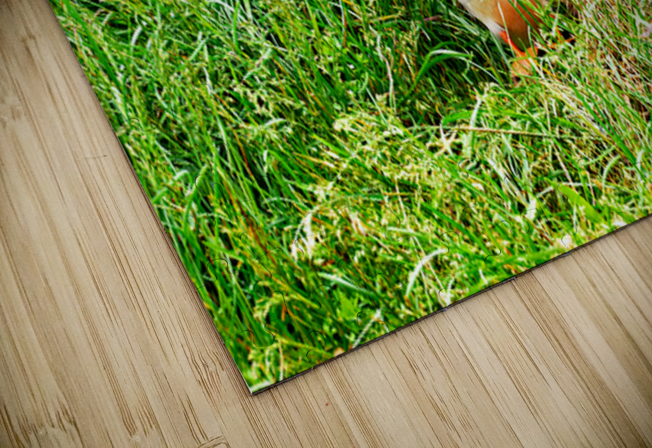 Puffin standing in grass at Borgarfjordur Eystri in Iceland Marco Brivio Puzzle