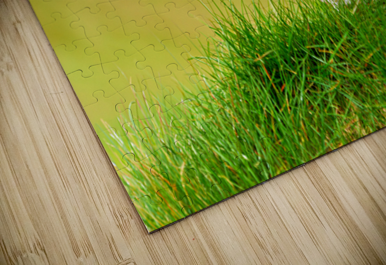 Puffin standing on grass in Borgarfjordur Eystri Iceland Marco Brivio Puzzle