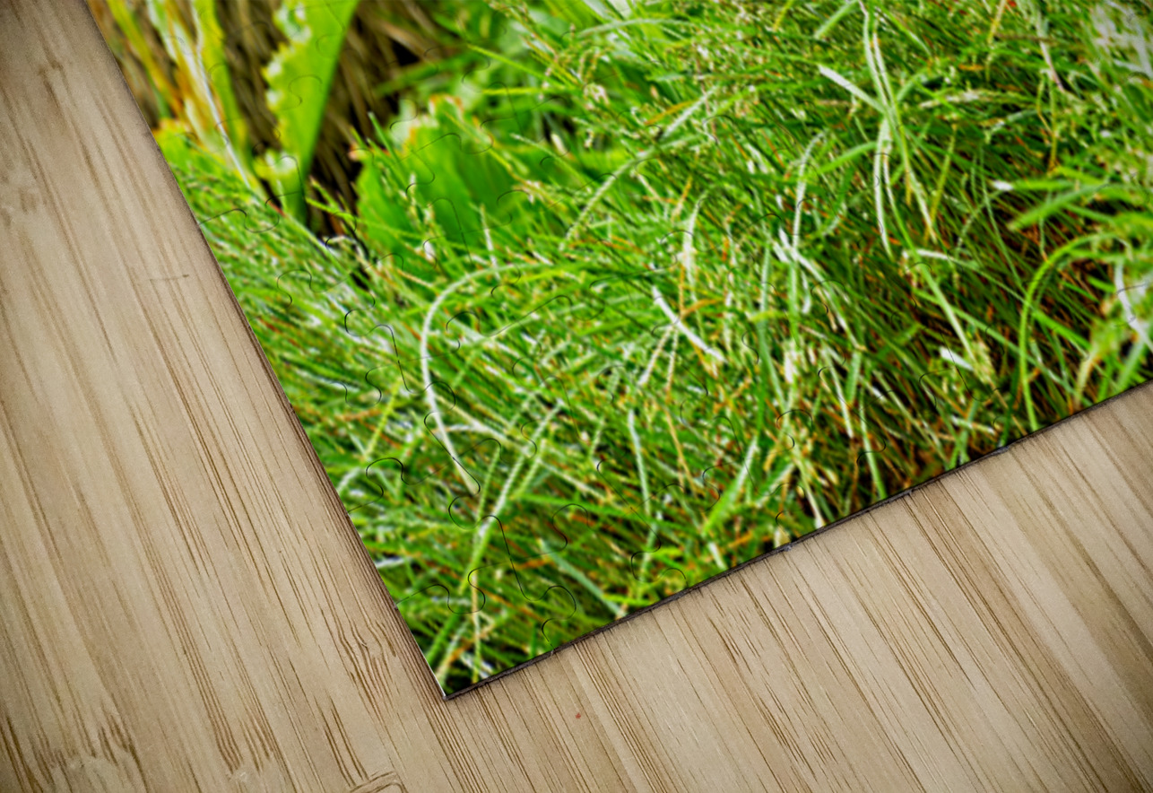 Two puffins resting in Borgarfjordur Eystri Iceland Marco Brivio Puzzle