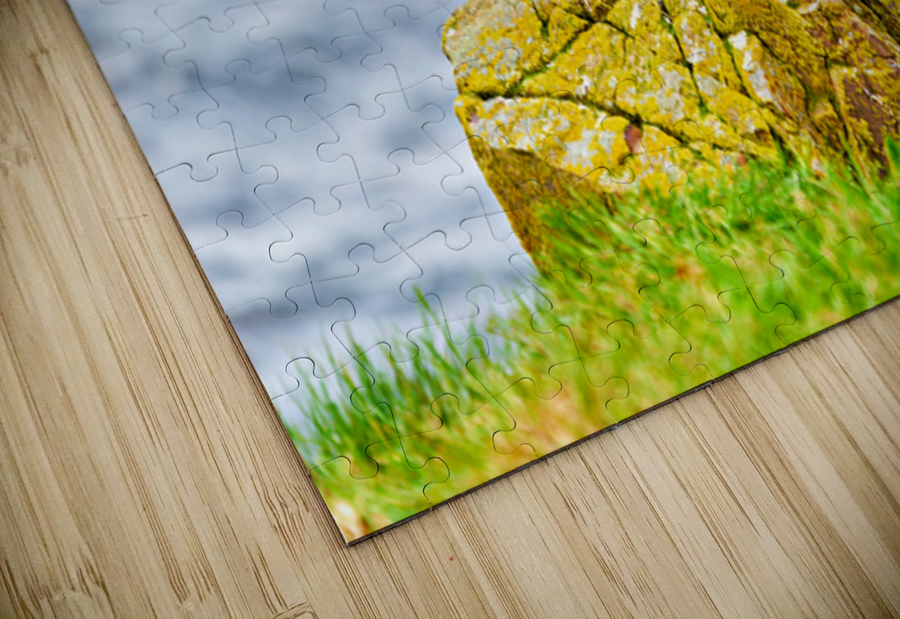 Puffin on rock at Borgarfjordur Eystri in Iceland by the ocean Marco Brivio Puzzle