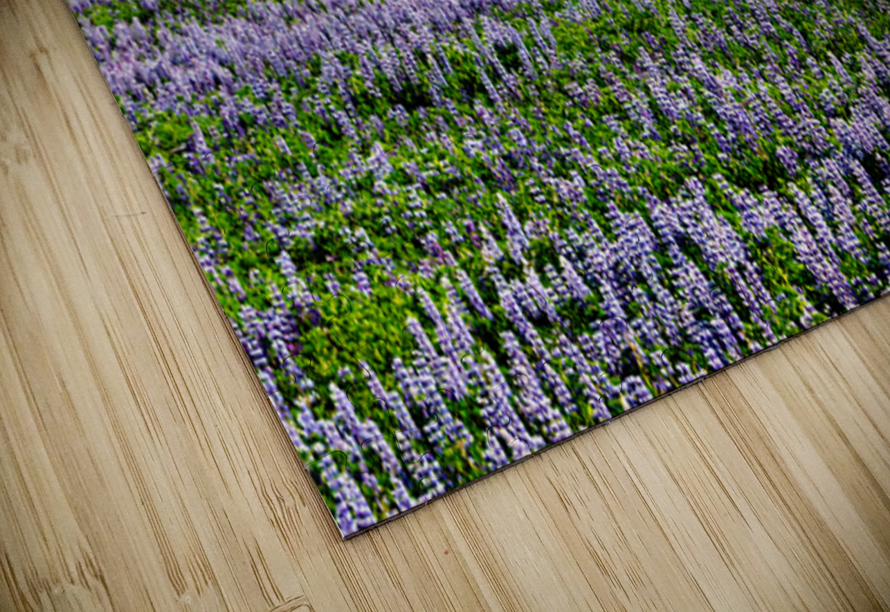 Ingjaldsoll church stands in a field of flowers in Iceland Marco Brivio Puzzle
