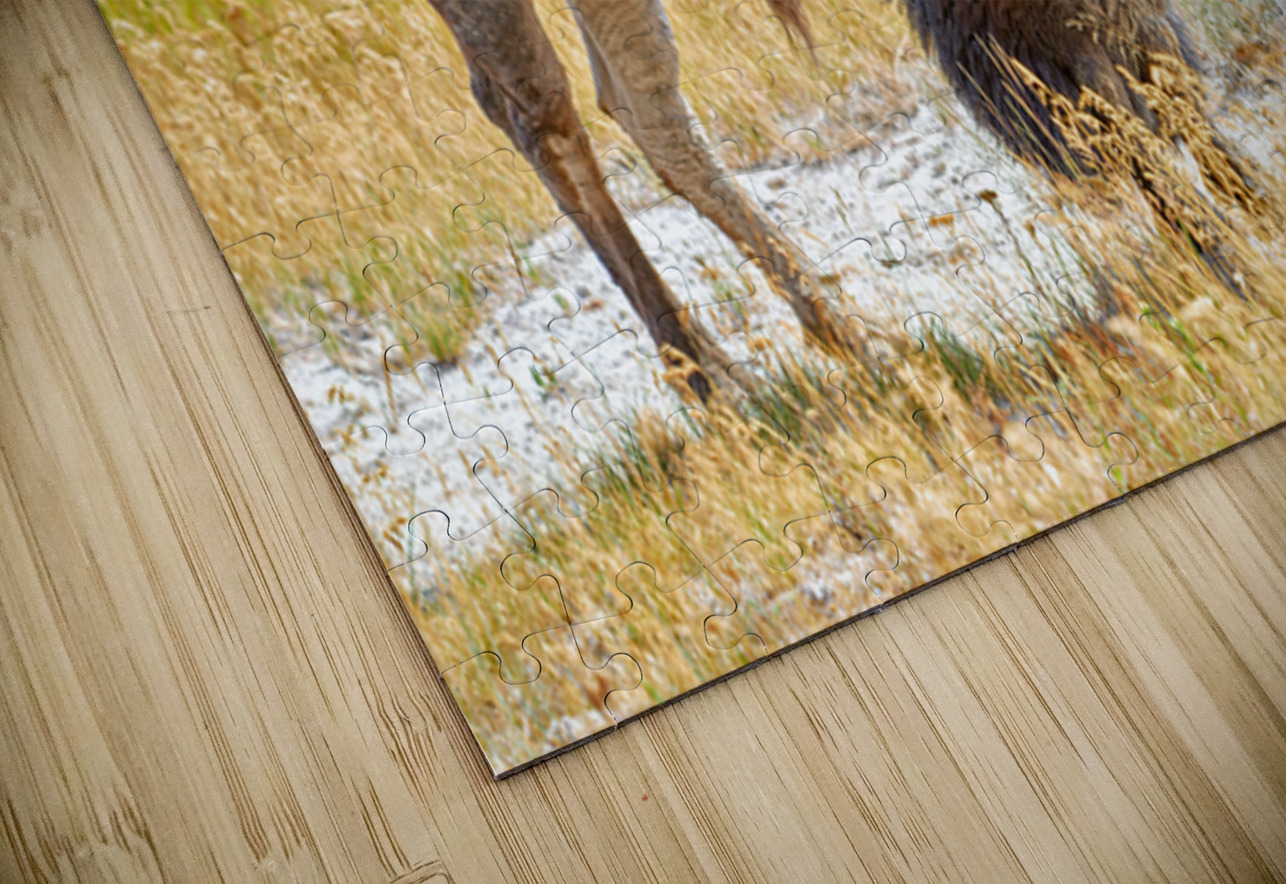 Wild american bison in Yellowstone National Park during summer Marco Brivio Puzzle