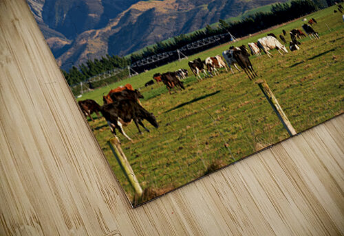 Cattles grazing in the countryside of New Zealand Southern Alps Marco Brivio puzzle
