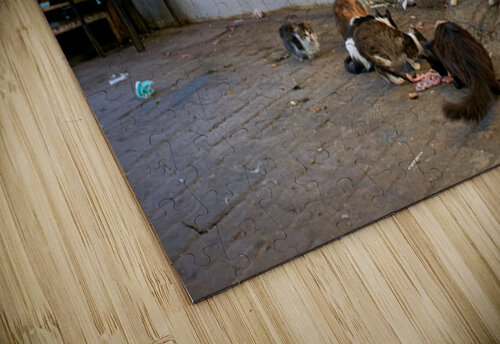 Stray cats gather near meat shop in Fez souk during daytime Marco Brivio puzzle