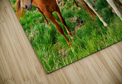 Wild horses gather in western fjords in Iceland during summer Marco Brivio puzzle