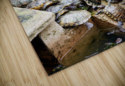 Turtles gather on a stone by the water in Saigon Vietnam Marco Brivio puzzle