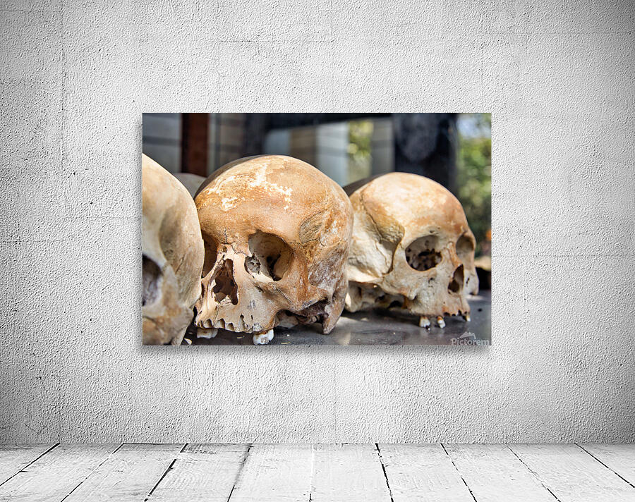 Multiple human skulls on display. Wall Preview