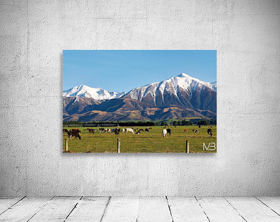 Cattles grazing in the countryside of New Zealand Southern Alps Wall Preview