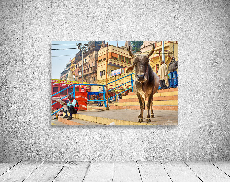 Sacred cow in Varanasi with people and shops in background Wall Preview