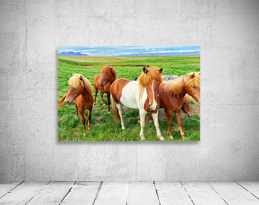 Wild horses gather in western fjords in Iceland during summer Wall Preview
