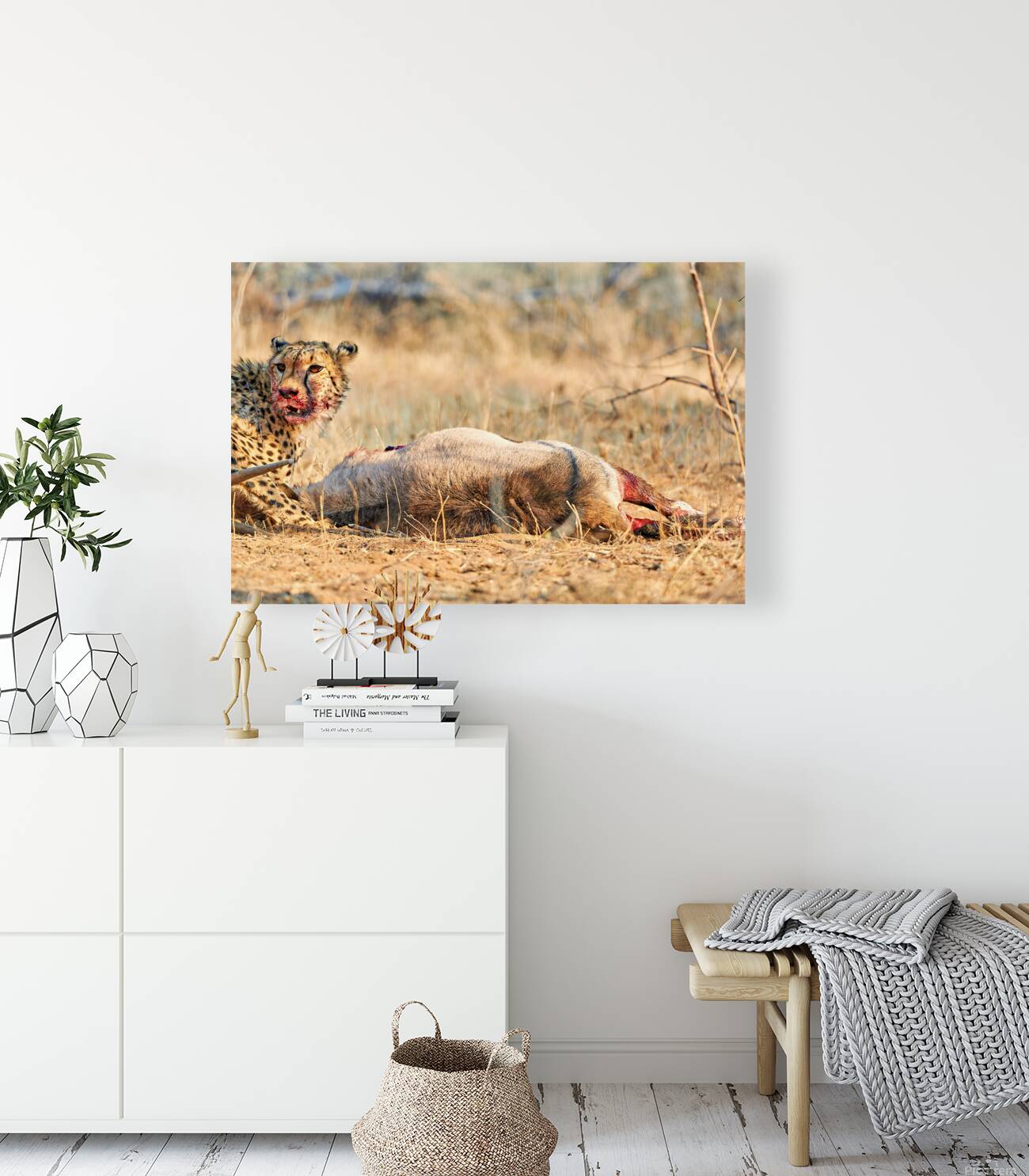 Cheetah hunts and eats in Okonjima Reserve Namibia Reproduction