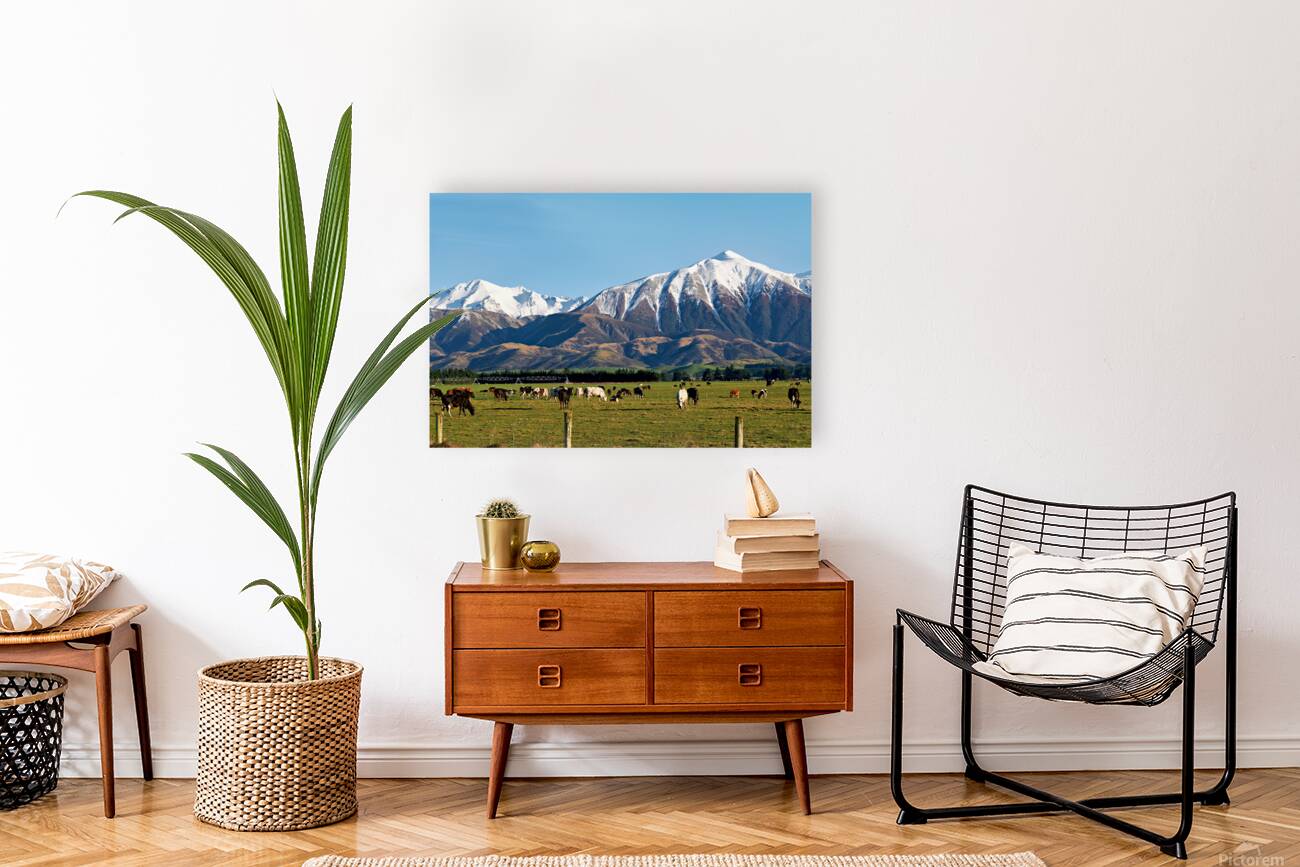 Cattles grazing in the countryside of New Zealand Southern Alps Reproduction
