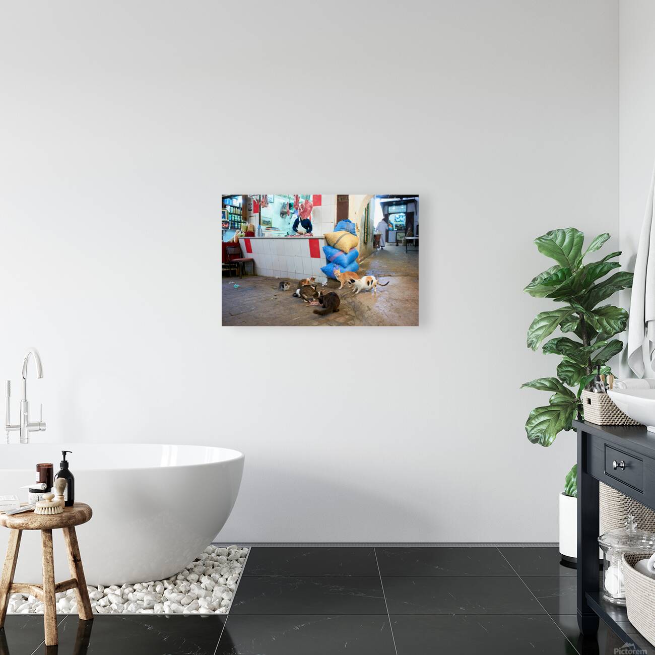 Stray cats gather near meat shop in Fez souk during daytime Reproduction