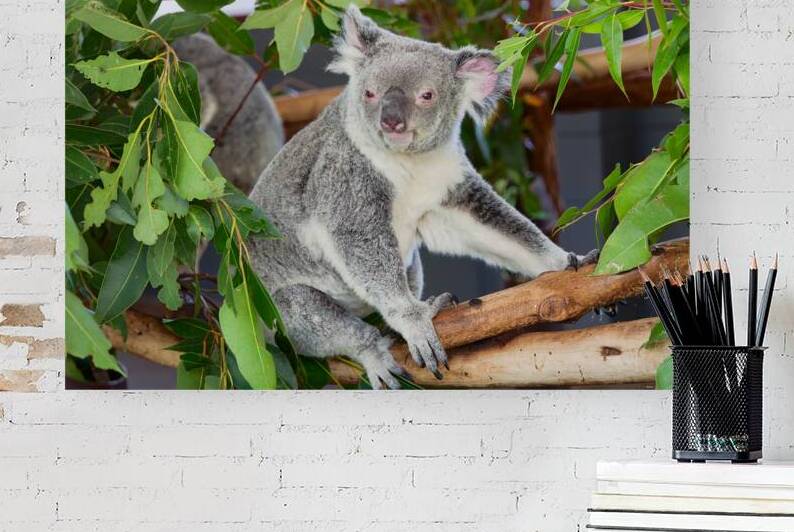 Koala sits on a tree branch among green leaves in Australia by Marco Brivio