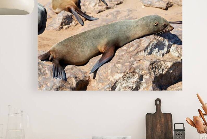 Cape fur seal resting on rocks at Cape Cross in Namibia by Marco Brivio