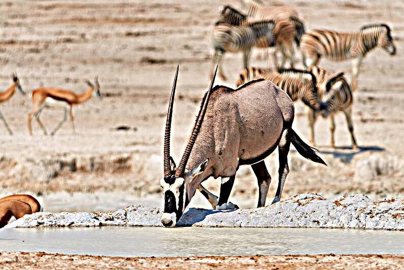 Gemsbok Oryx drinks at waterhole in Etosha National Park in Nami by Marco Brivio